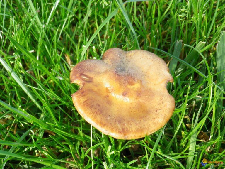 Quels champignons poussent dans les pelouses ? Quels champignons poussent dans les pelouses ?