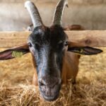 Quels constituants importants pour l'alimentation contient le lait ?