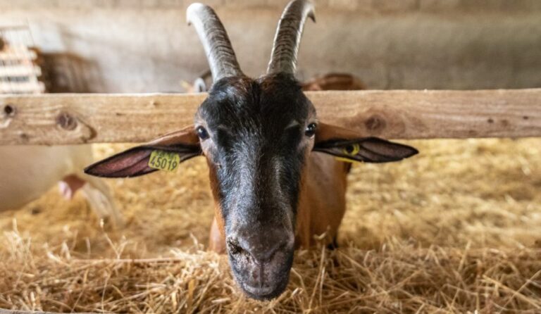 Quels constituants importants pour l’alimentation contient le lait ? Quels constituants importants pour l'alimentation contient le lait ?