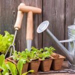 Quels légumes planter au mois de mai ?