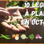 Quels légumes planter en Septembre-octobre ?
