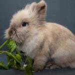 Quels légumes pour accompagner le lapin ?