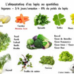Quels légumes pour lapin ?