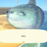 Quels poissons en ce moment ?