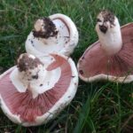 Quels sont les agarics toxiques ?
