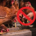 Quels sont les aliments dangereux pour les poules ?