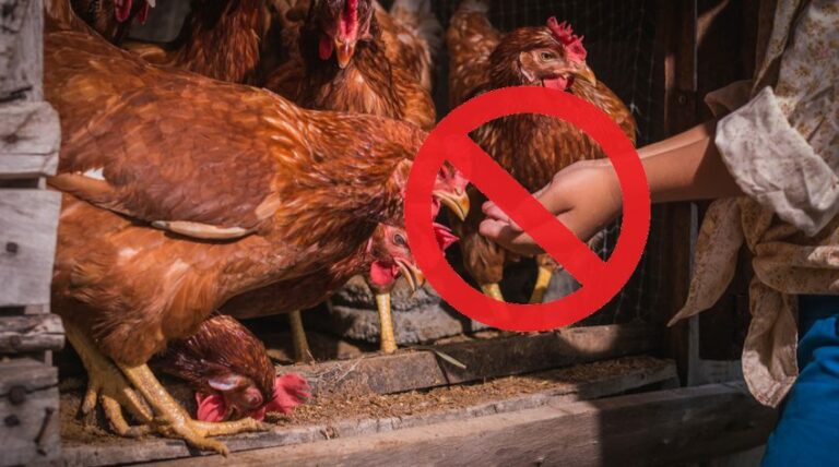 Quels sont les aliments dangereux pour les poules ? Quels sont les aliments dangereux pour les poules ?