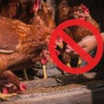 Quels sont les aliments interdits pour les poules ?