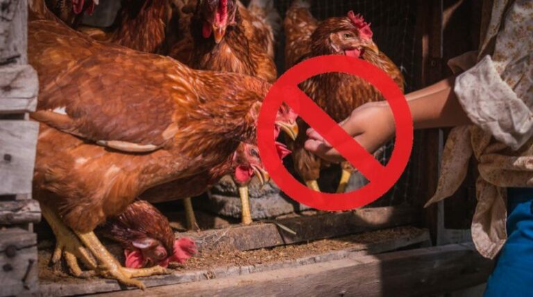 Quels sont les aliments interdits pour les poules ?