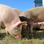 Quels sont les animaux de la famille des ovins ?