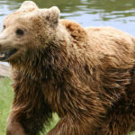 Quels sont les animaux les plus mignon ?