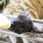 Quels sont les avantages du lait de brebis ?