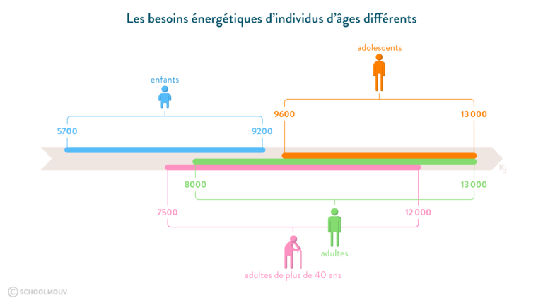Quels sont les besoins énergétiques d'un adolescent ?