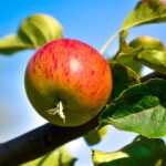 Quels sont les bienfaits de la pomme cannelle ?