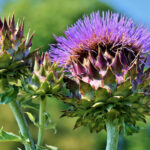 Quels sont les bienfaits de l'absinthe ?