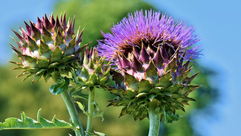 Quels sont les bienfaits de l'absinthe ?