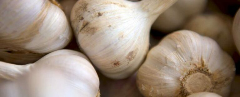 Quels sont les bienfaits de l'ail cuit ?