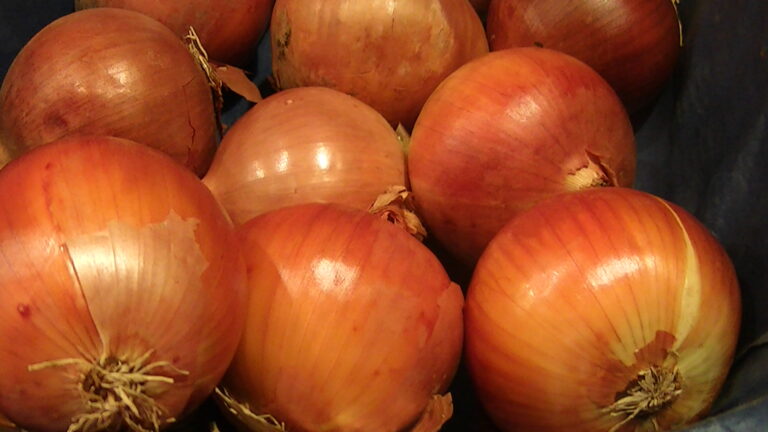 Quels sont les bienfaits de l'oignon cru ?