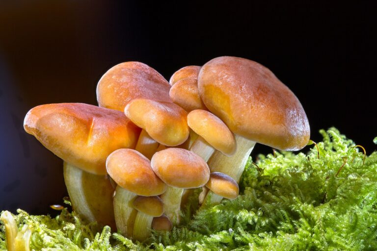 Quels sont les bienfaits des champignons de Paris crus ? Quels sont les bienfaits des champignons de Paris crus ?