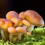 Quels sont les bienfaits des champignons de Paris crus ?