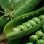Quels sont les bienfaits des petits pois frais ?
