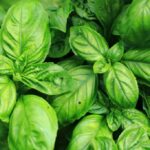 Quels sont les bienfaits du basilic frais ?