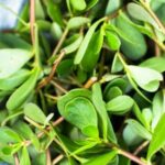 Quels sont les bienfaits du cresson ?