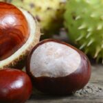 Quels sont les bienfaits du marron d'Inde ?