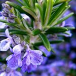 Quels sont les bienfaits du romarin ?