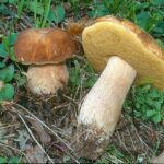 Quels sont les bolets comestibles ?