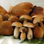 Quels sont les bons cèpes ?