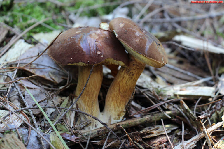 Quels sont les cèpes non comestibles ?