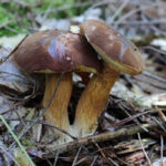 Quels sont les cèpes non comestibles ?