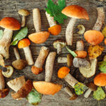 Quels sont les champignons Dimorphiques ?