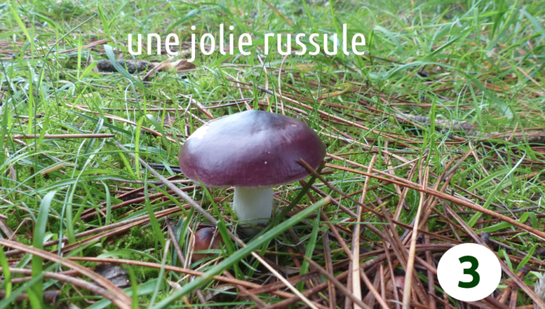 Quels sont les champignons d'intérêt médical ?