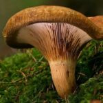 Quels sont les champignons les plus dangereux du monde ?