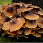 Quels sont les champignons qui poussent sur les arbres ?