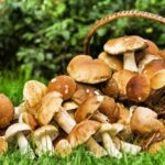 Quels sont les champignons qui se mangent ?
