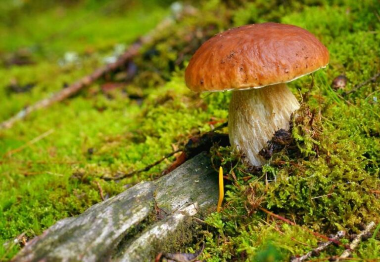 Quels sont les champignons toxiques ? Quels sont les champignons toxiques ?