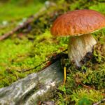 Quels sont les champignons toxiques ?
