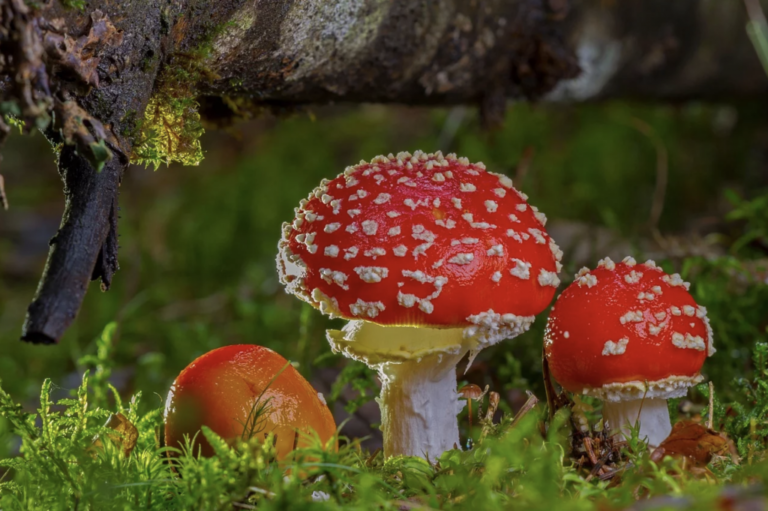 Quels sont les champignons vénéneux ?