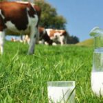 Quels sont les composants du lait de vache ?