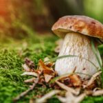 Quels sont les différents groupes de champignons ?