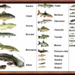 Quels sont les différents noms de poissons ?