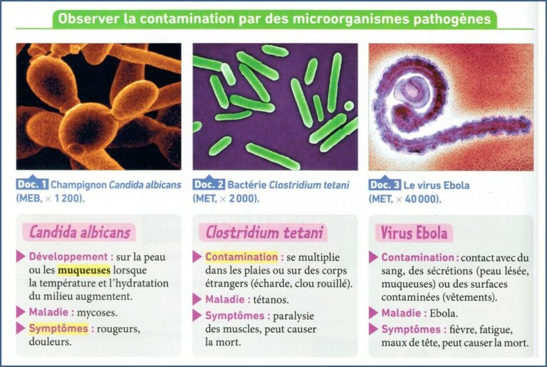 Quels sont les différents types de champignons ? Quels sont les différents types de champignons ?