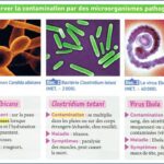 Quels sont les différents types de champignons ?