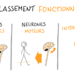 Quels sont les différents types de navets ?