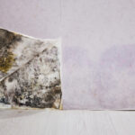 Quels sont les effets des moisissures sur la santé ?