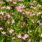 Quels sont les effets indésirables de la reine des prés ?