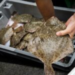 Quels sont les filets de poisson sans arêtes ?